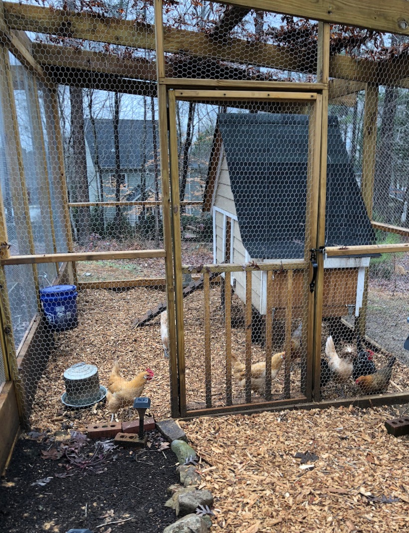 Hens in their yard