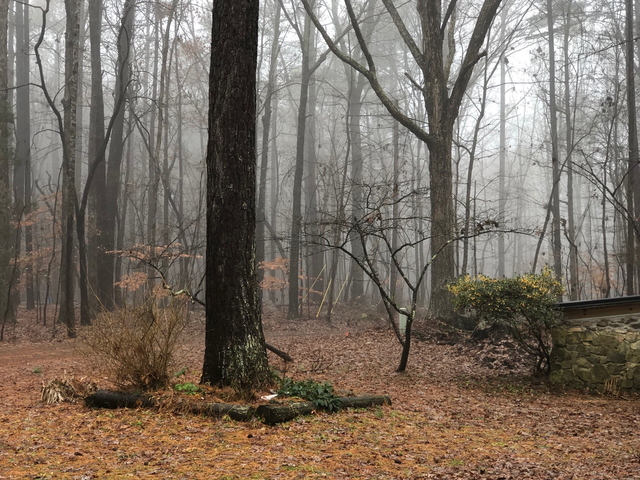 Tree trunks in the fog.