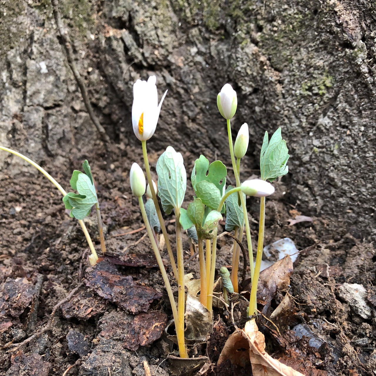 Sanguinaria canadensis